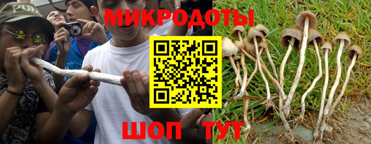 Псилоцибиновые грибы Psilocybe Благодарный